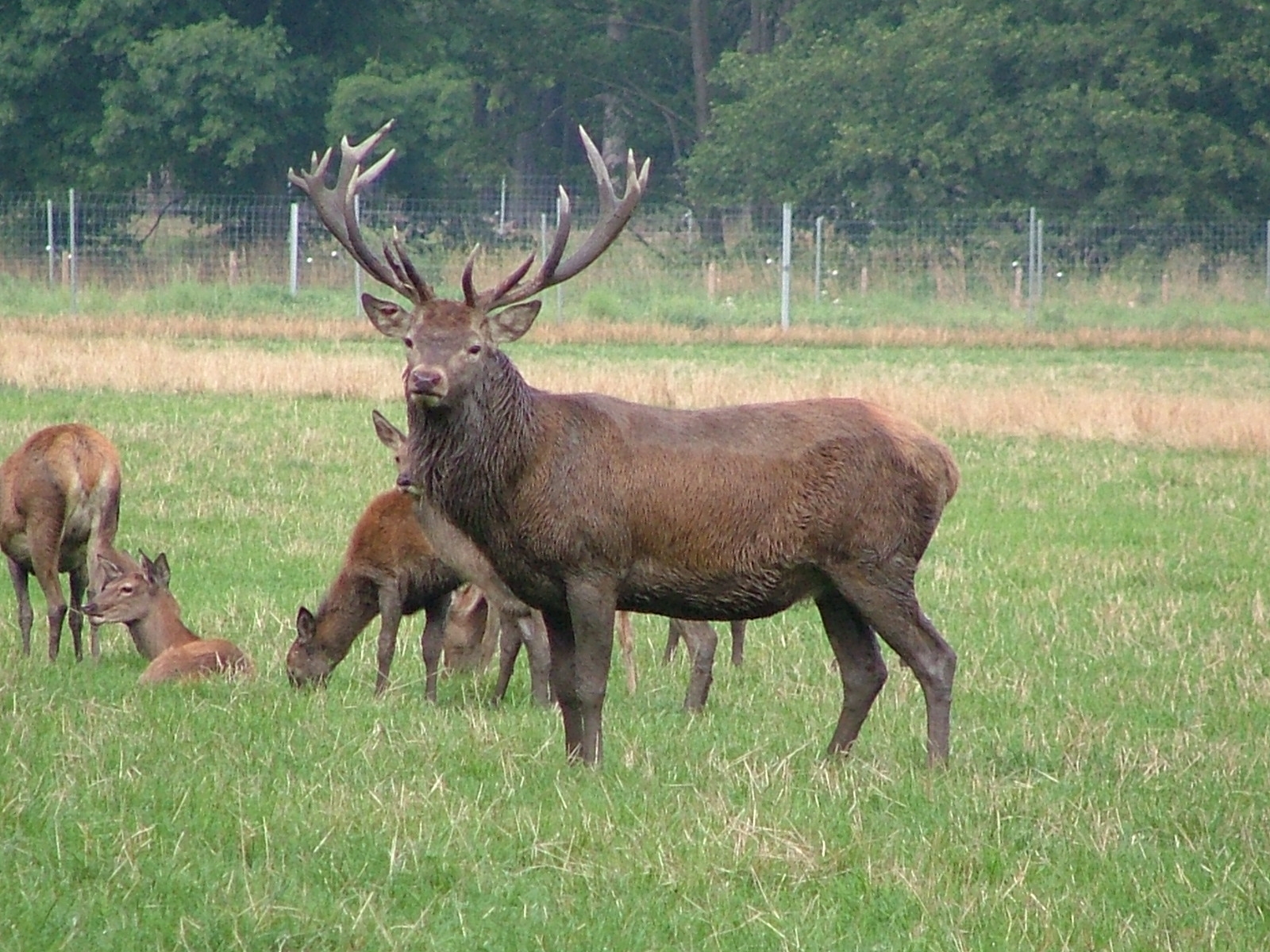 Almesbachwild1 (4)