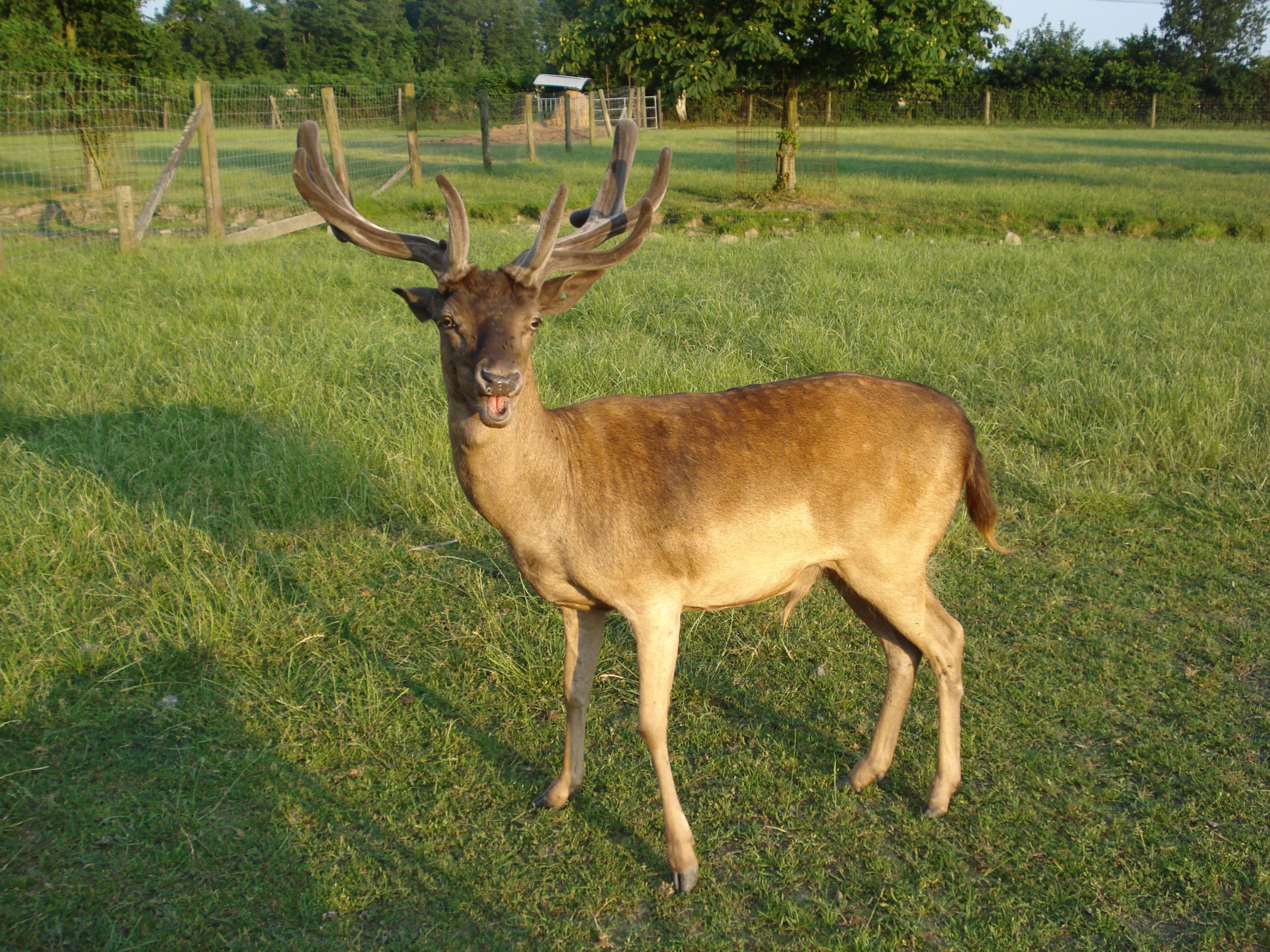 Damhirsch im Bast