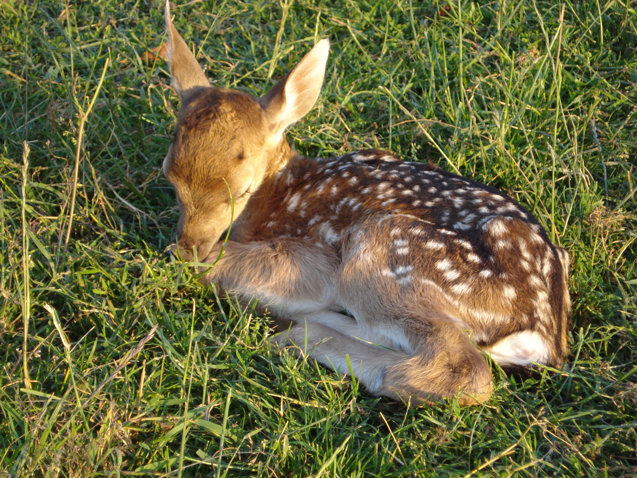 Kalb, Damwild