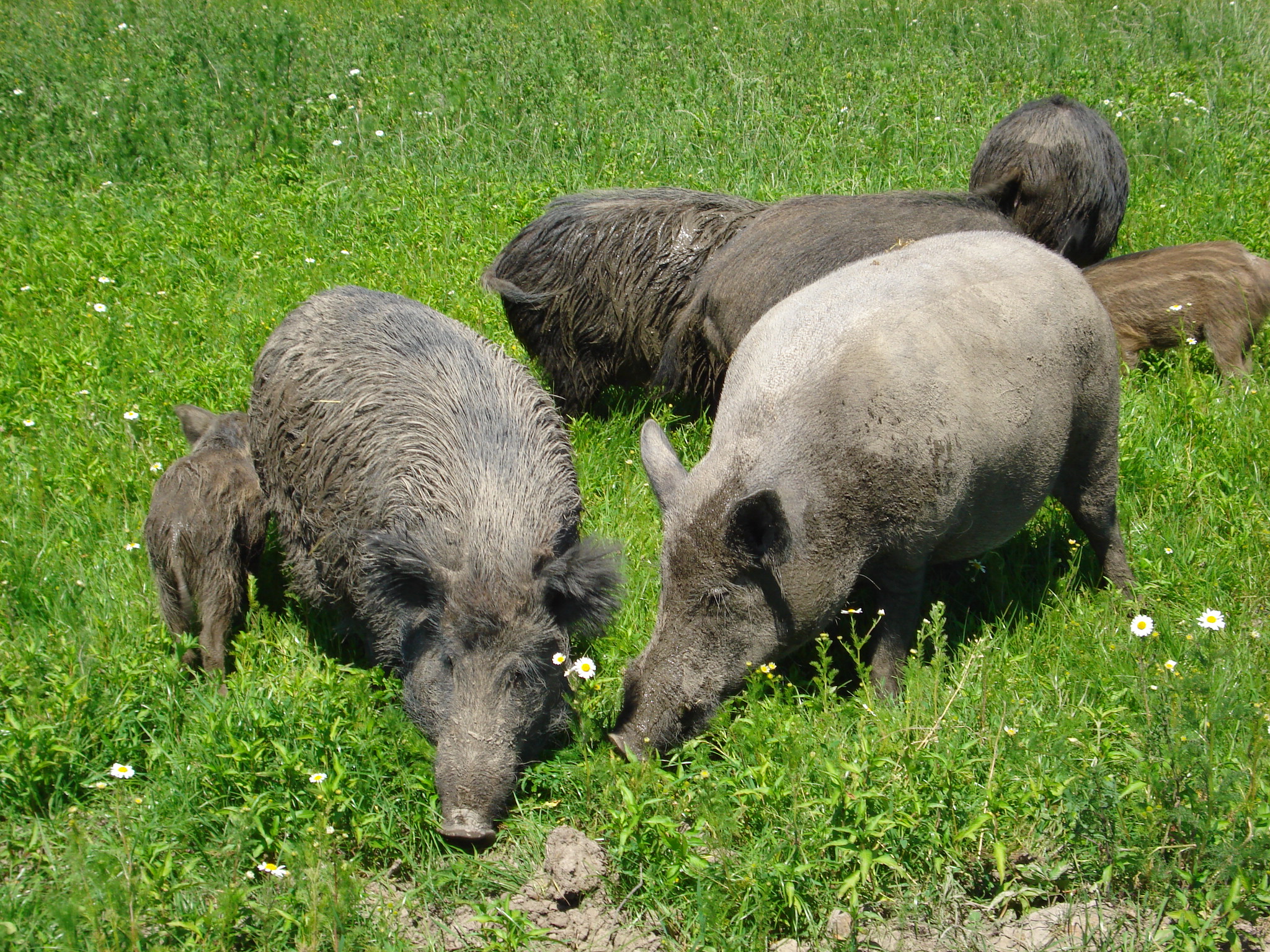 Keiler, Bache, Frischlinge