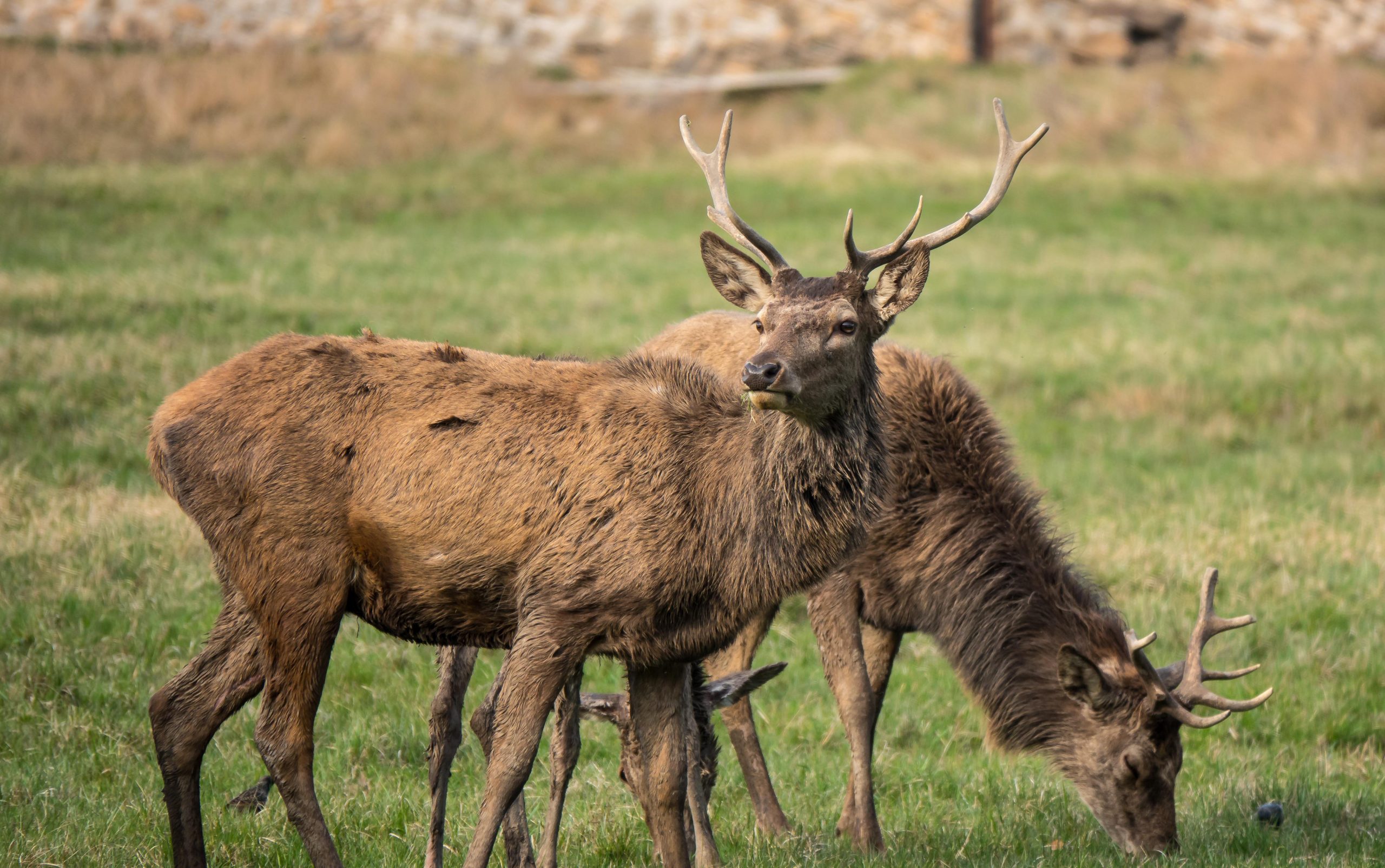 sika-deer-6191571