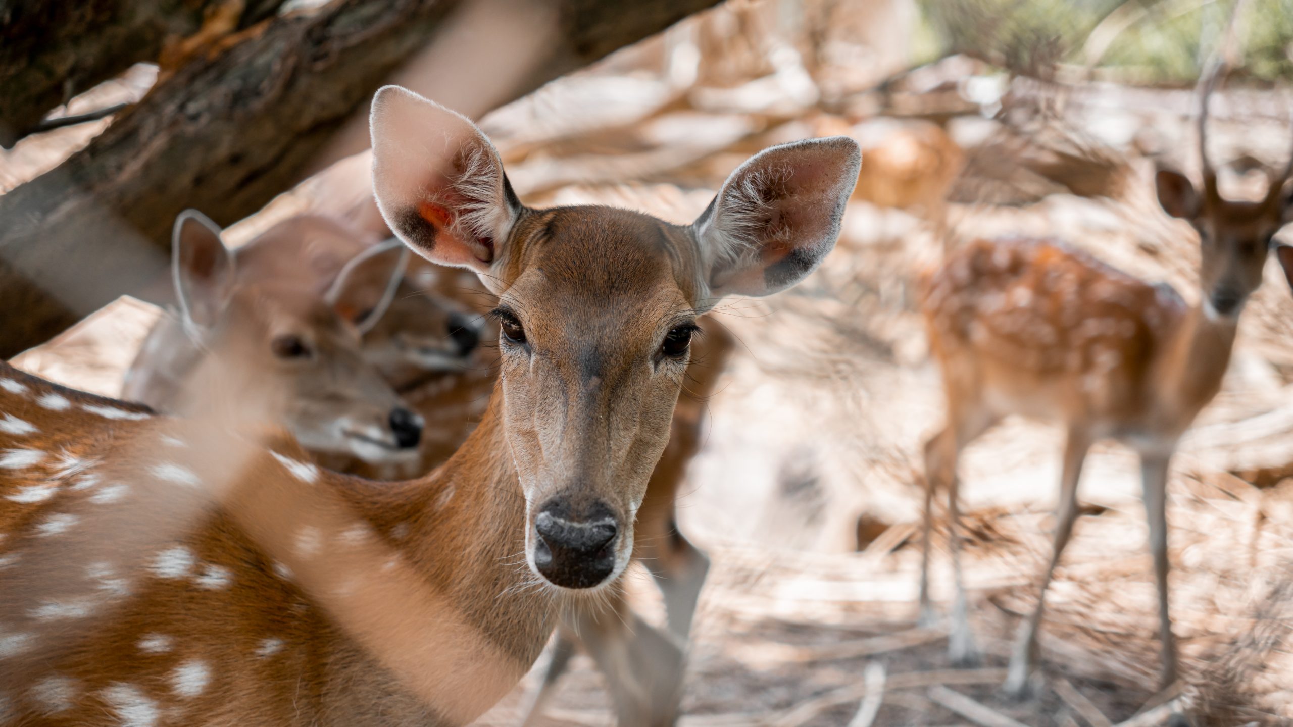 sika-deer-7282759