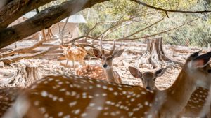 Mehr über den Artikel erfahren Sikawild in Gehegen: Bundesverband für landwirtschaftliche Wildhaltung e.V. fordert Ausnahmeregelung von EU-Listung als „invasive Art“